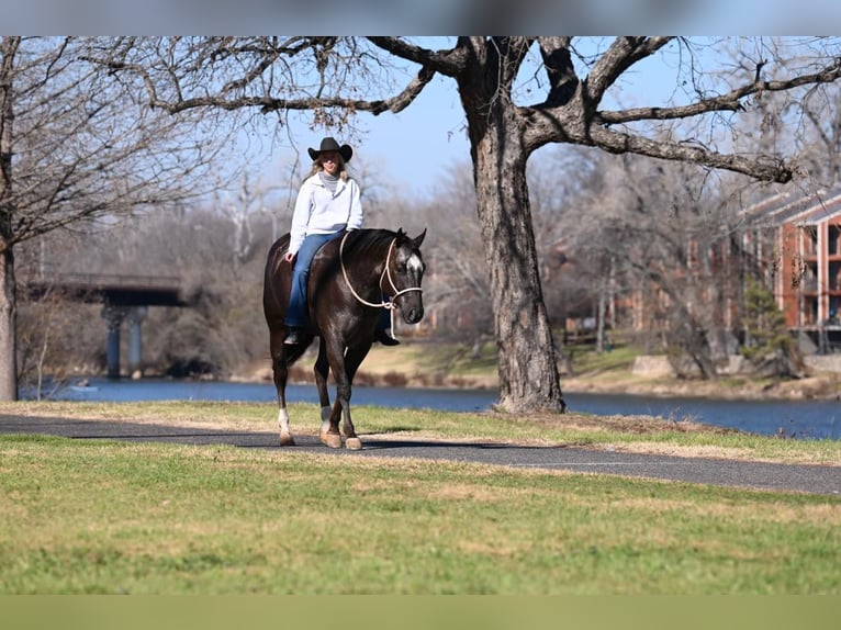 American Quarter Horse Castrone 8 Anni Baio ciliegia in Waco TX