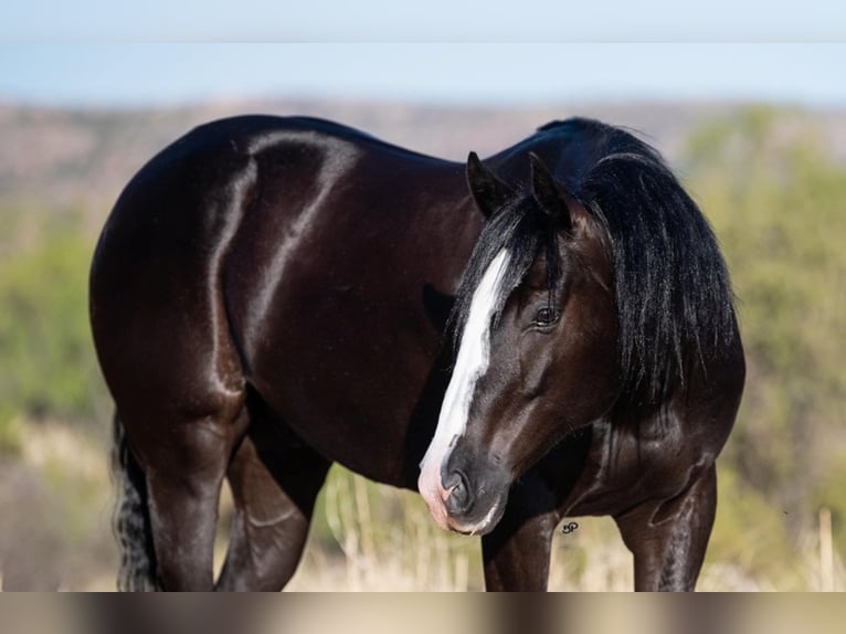 American Quarter Horse Castrone 8 Anni Baio ciliegia in Canyon TX