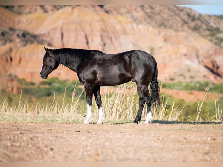 American Quarter Horse Castrone 8 Anni Baio ciliegia in Canyon TX