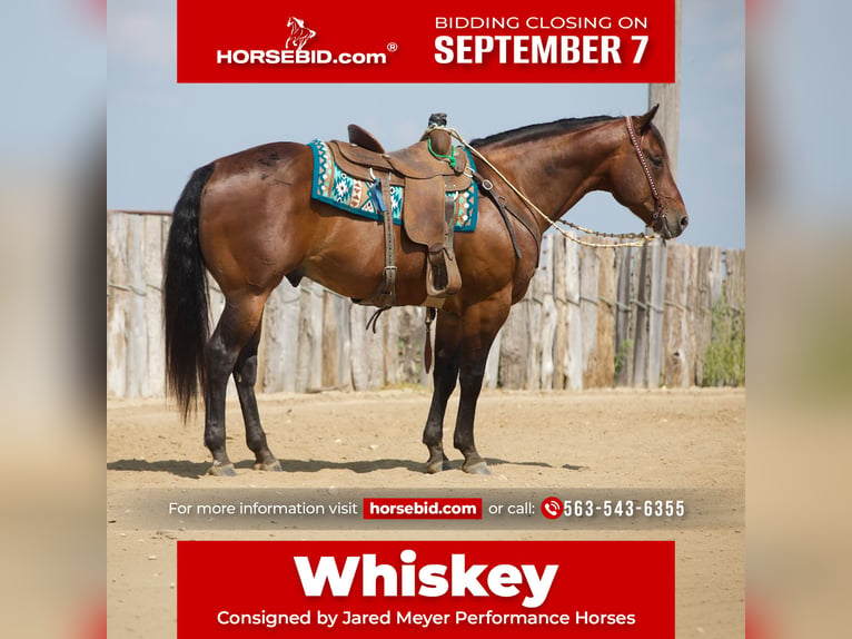 American Quarter Horse Castrone 8 Anni Baio ciliegia in Bernard