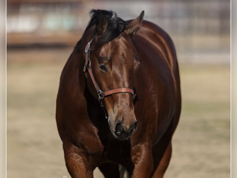 American Quarter Horse Castrone 8 Anni Baio ciliegia in Ryan