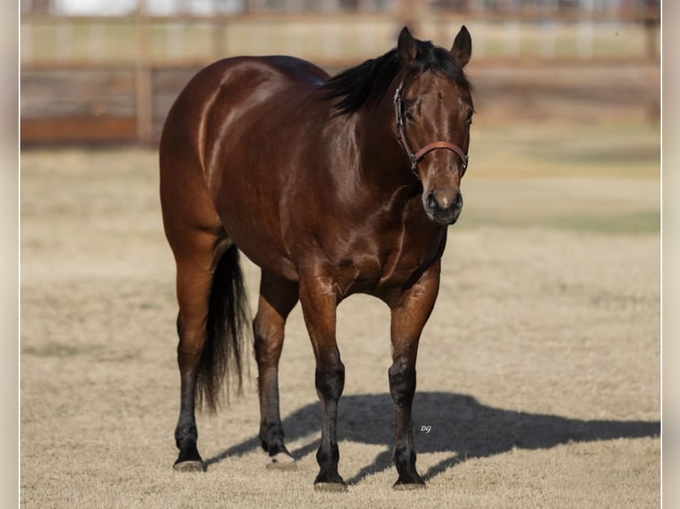 American Quarter Horse Castrone 8 Anni Baio ciliegia in Ryan
