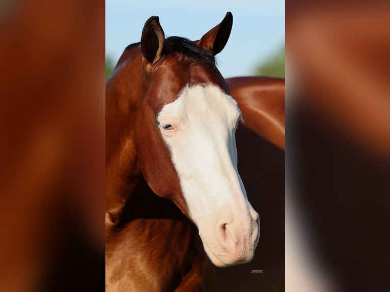 American Quarter Horse Castrone 8 Anni Baio ciliegia in Buffalo