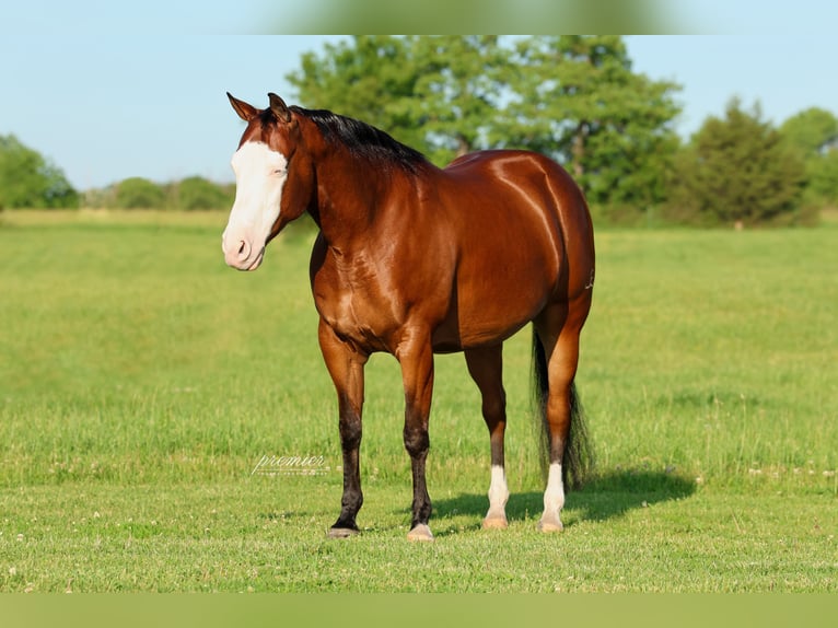 American Quarter Horse Castrone 8 Anni Baio ciliegia in Buffalo