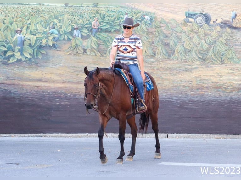 American Quarter Horse Castrone 8 Anni Baio roano in Brooksville KY