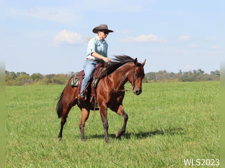 American Quarter Horse Castrone 8 Anni Baio roano in Brooksville KY