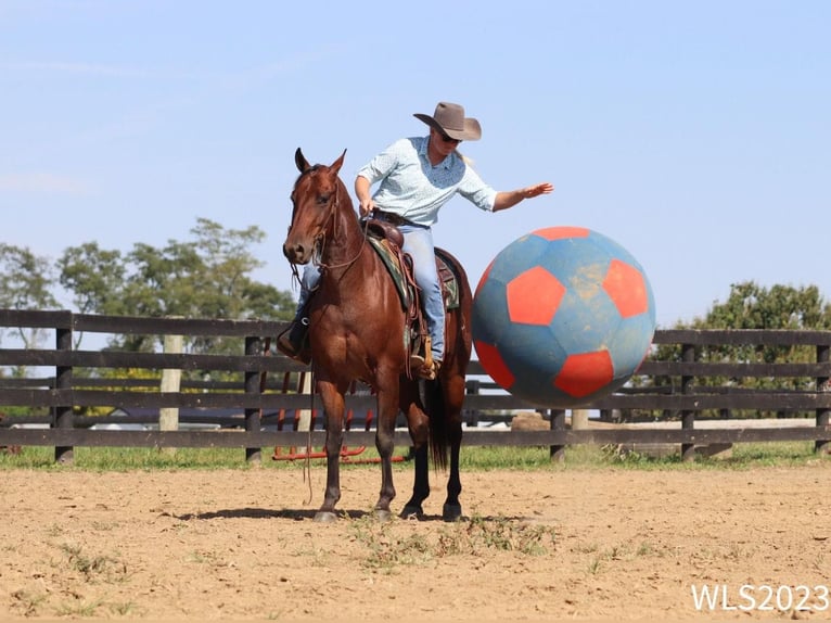 American Quarter Horse Castrone 8 Anni Baio roano in Brooksville KY