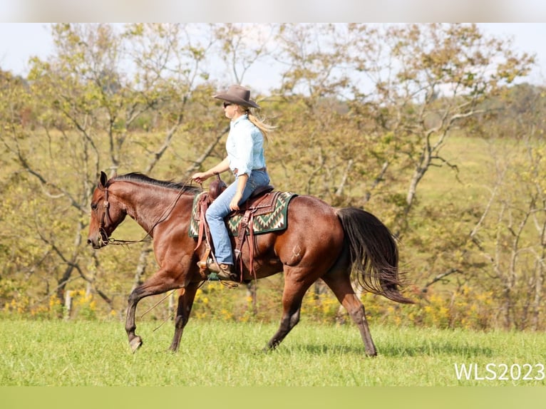 American Quarter Horse Castrone 8 Anni Baio roano in Brooksville KY