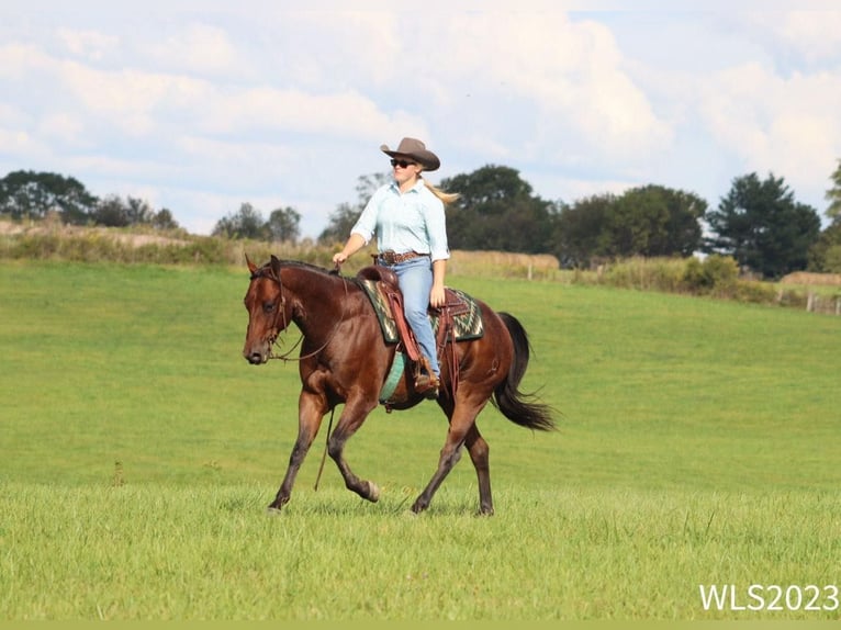 American Quarter Horse Castrone 8 Anni Baio roano in Brooksville KY