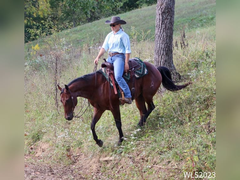 American Quarter Horse Castrone 8 Anni Baio roano in Brooksville KY