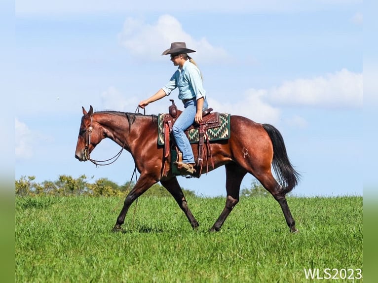 American Quarter Horse Castrone 8 Anni Baio roano in Brooksville KY