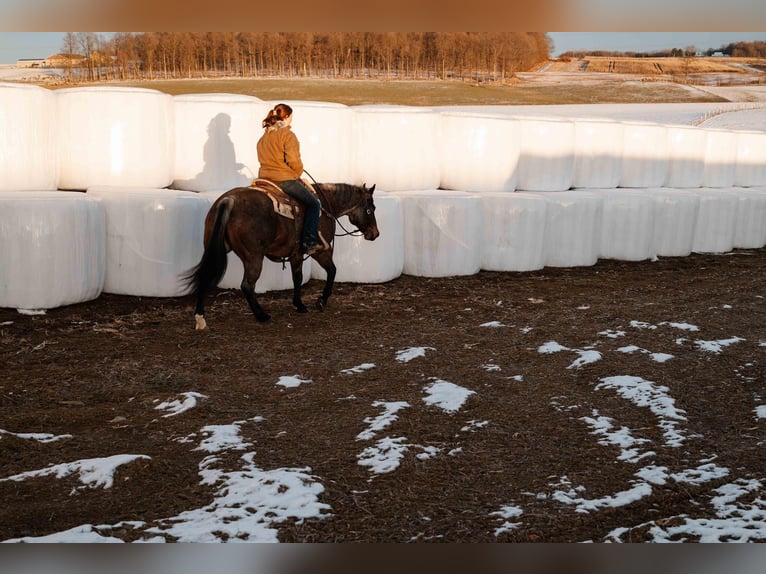 American Quarter Horse Castrone 8 Anni Baio roano in Dalton