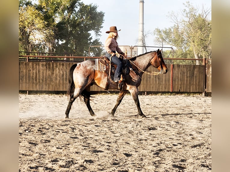 American Quarter Horse Castrone 8 Anni Baio roano in Grand Island, NE