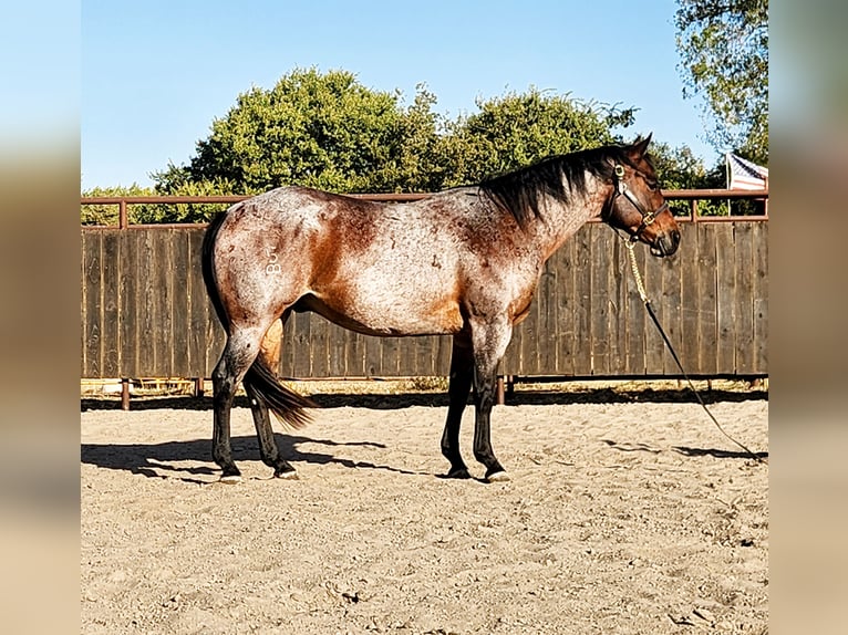 American Quarter Horse Castrone 8 Anni Baio roano in Grand Island, NE