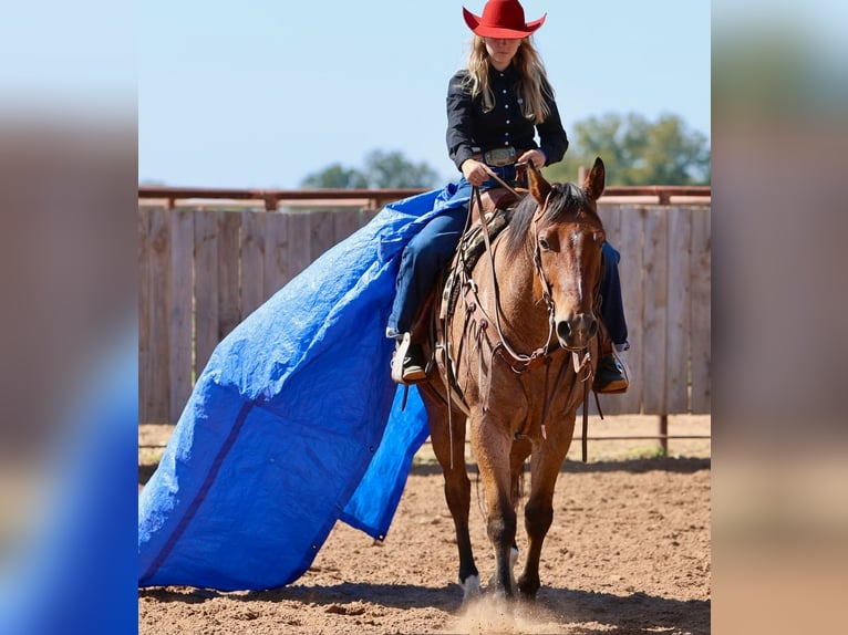 American Quarter Horse Castrone 8 Anni Baio roano in Weatherford