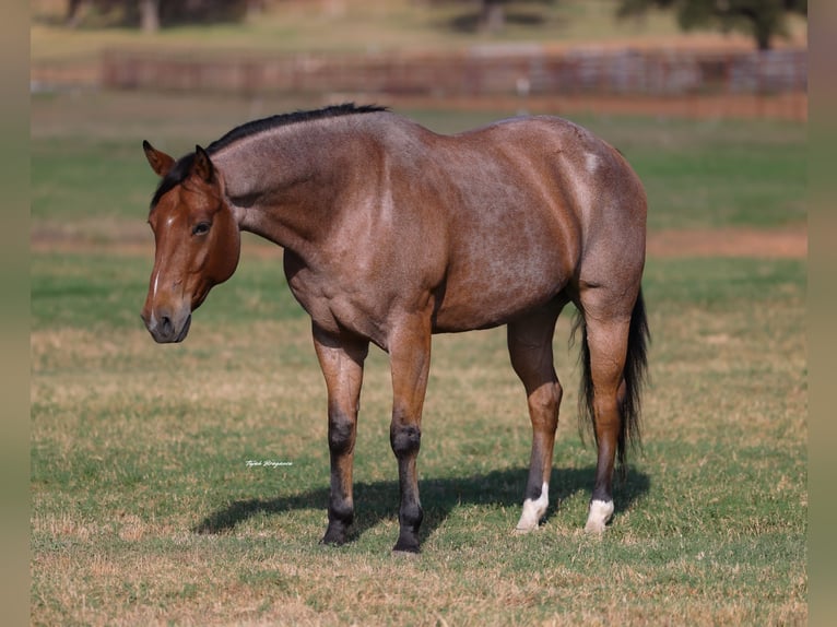 American Quarter Horse Castrone 8 Anni Baio roano in Weatherford