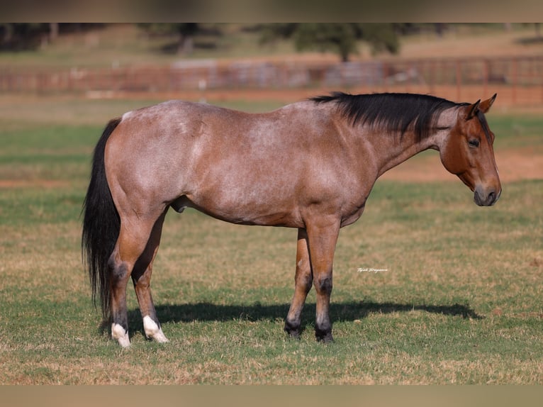 American Quarter Horse Castrone 8 Anni Baio roano in Weatherford