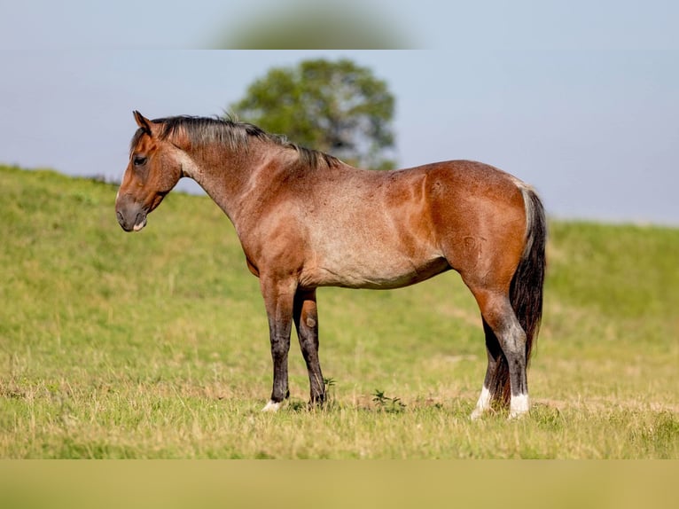 American Quarter Horse Castrone 8 Anni Baio roano in WEATHERFORD, TX