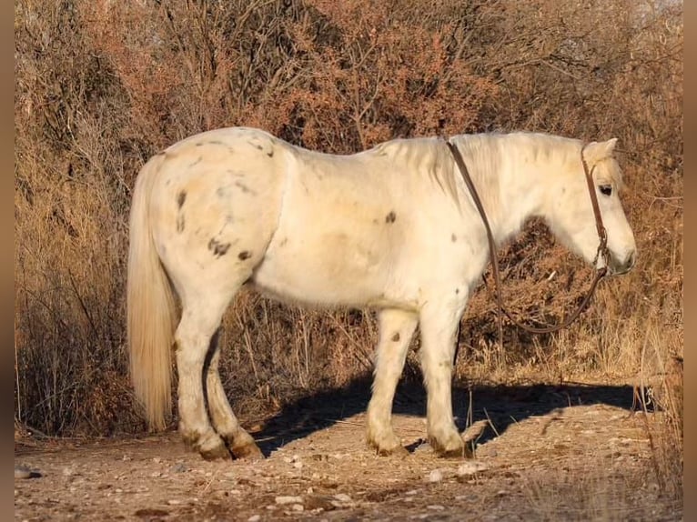 American Quarter Horse Castrone 8 Anni Bianco in Camp Verde, AZ