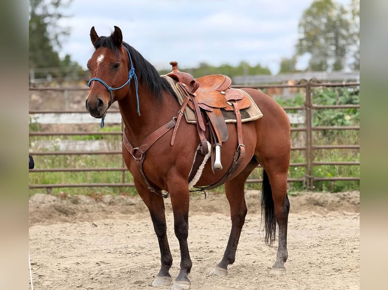 American Quarter Horse Castrone 8 Anni  in Boerne, TX