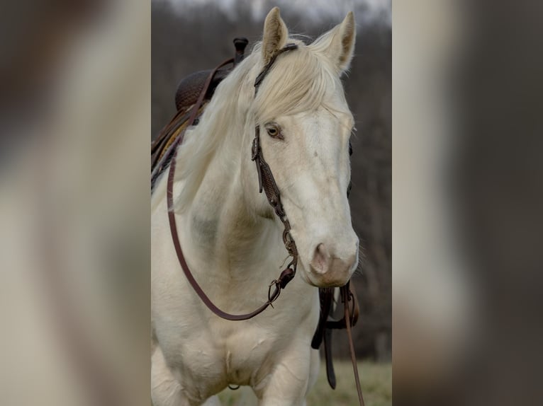 American Quarter Horse Castrone 8 Anni Champagne in Carlisle KY