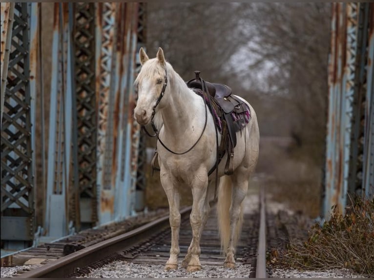 American Quarter Horse Castrone 8 Anni Champagne in Carlisle KY