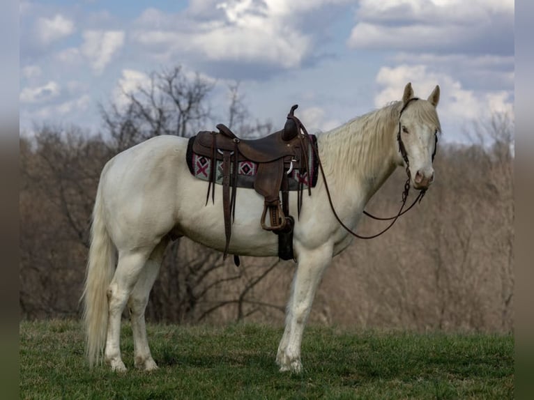 American Quarter Horse Castrone 8 Anni Champagne in Carlisle KY