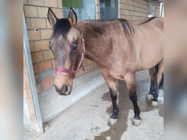 American Quarter Horse Castrone 8 Anni Falbo in Niederhelfenswil