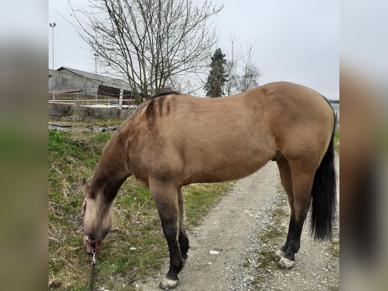 American Quarter Horse Castrone 8 Anni Falbo in Niederhelfenswil