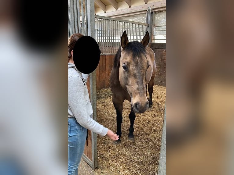 American Quarter Horse Castrone 8 Anni Falbo in Niederhelfenswil