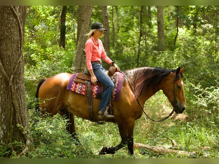 American Quarter Horse Castrone 8 Anni Falbo in Huntsville TX