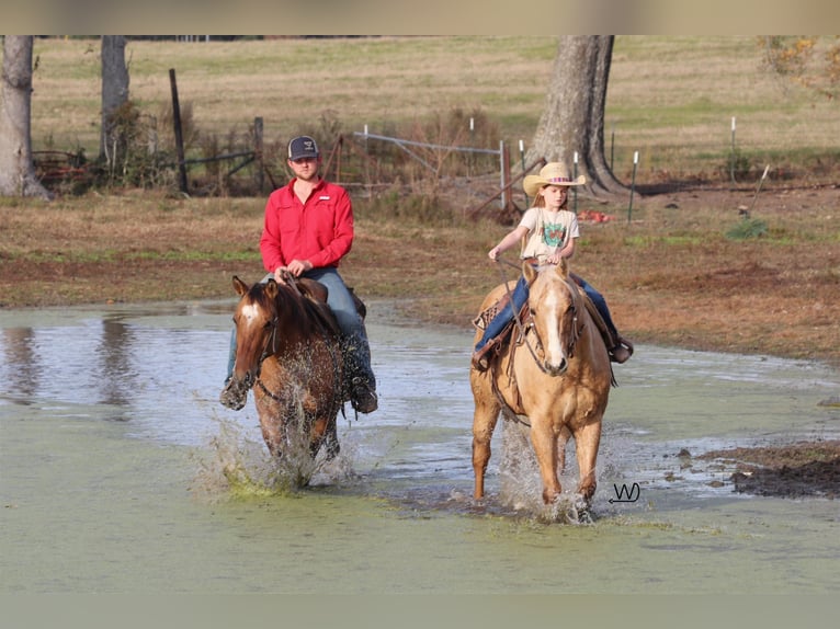 American Quarter Horse Castrone 8 Anni Falbo in Carthage TX