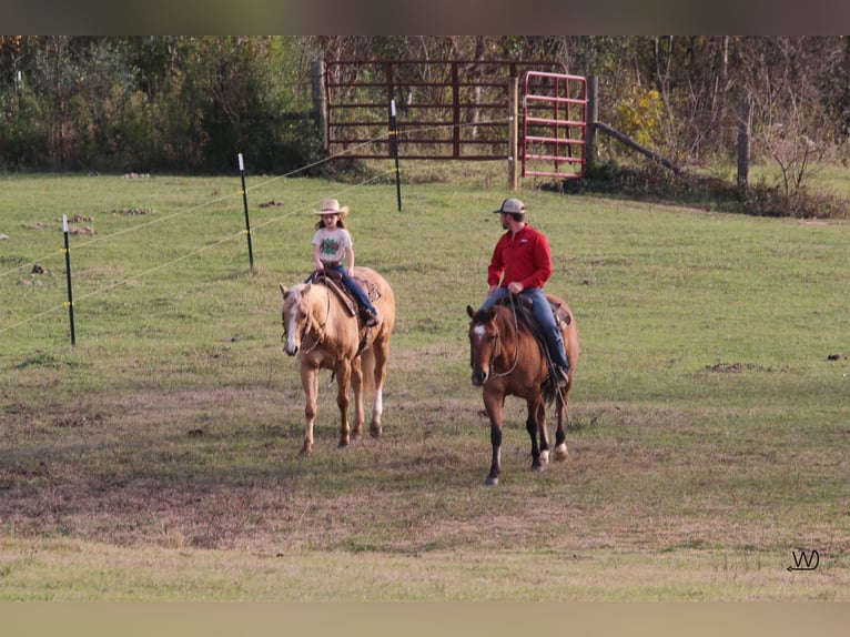 American Quarter Horse Castrone 8 Anni Falbo in Carthage TX