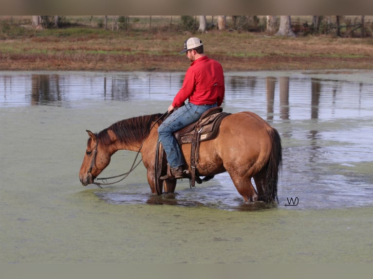 American Quarter Horse Castrone 8 Anni Falbo in Carthage TX