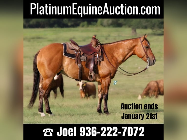 American Quarter Horse Castrone 8 Anni Falbo in Carthage TX