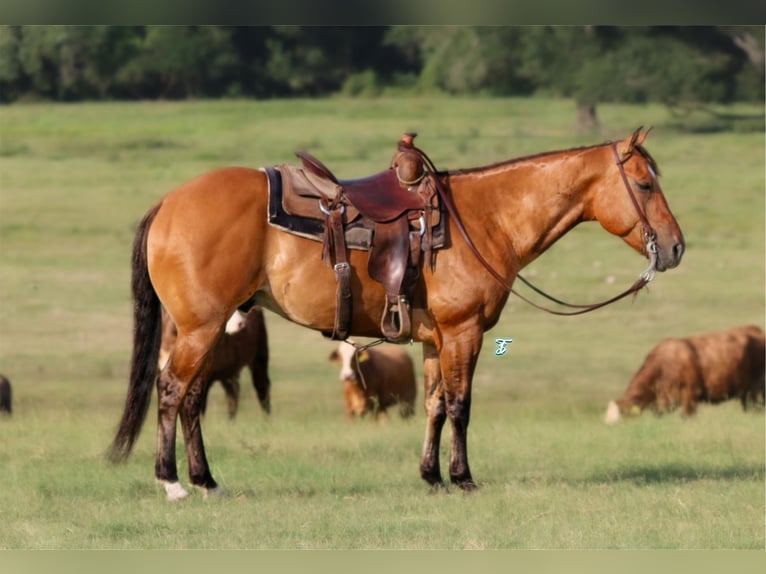 American Quarter Horse Castrone 8 Anni Falbo in Carthage TX