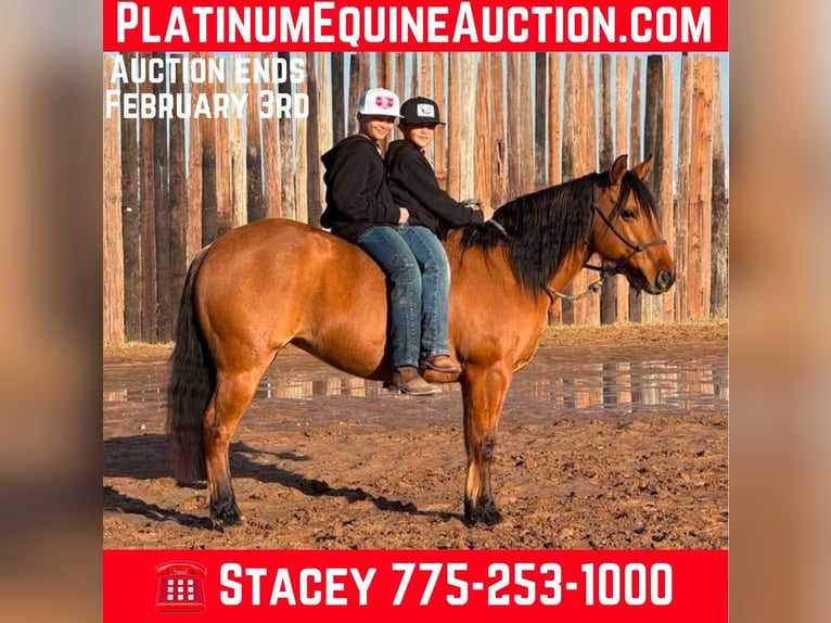 American Quarter Horse Castrone 8 Anni Falbo in Dublin TX