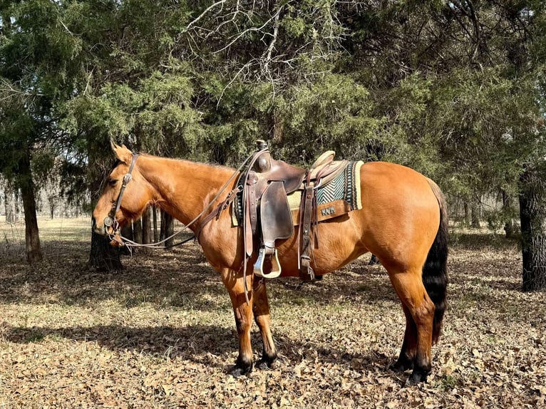 American Quarter Horse Castrone 8 Anni Falbo in Dublin TX