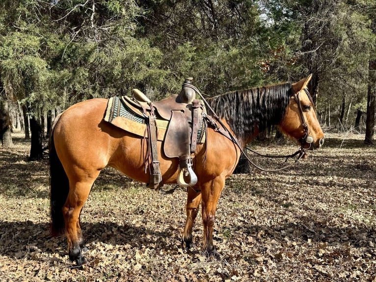 American Quarter Horse Castrone 8 Anni Falbo in Dublin TX