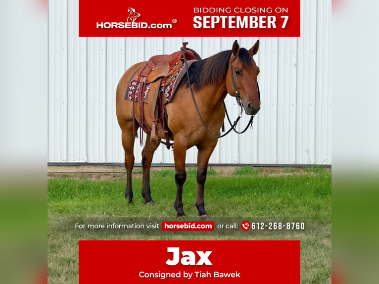 American Quarter Horse Castrone 8 Anni Falbo in Cannon Falls