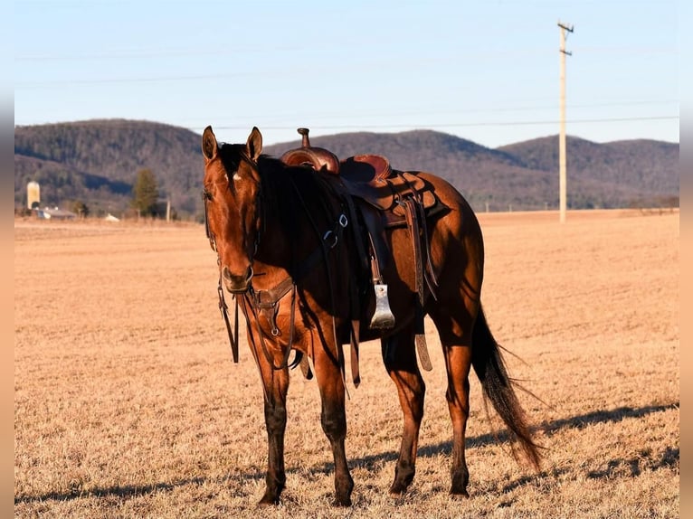 American Quarter Horse Castrone 8 Anni Falbo in Rebersburg, PA