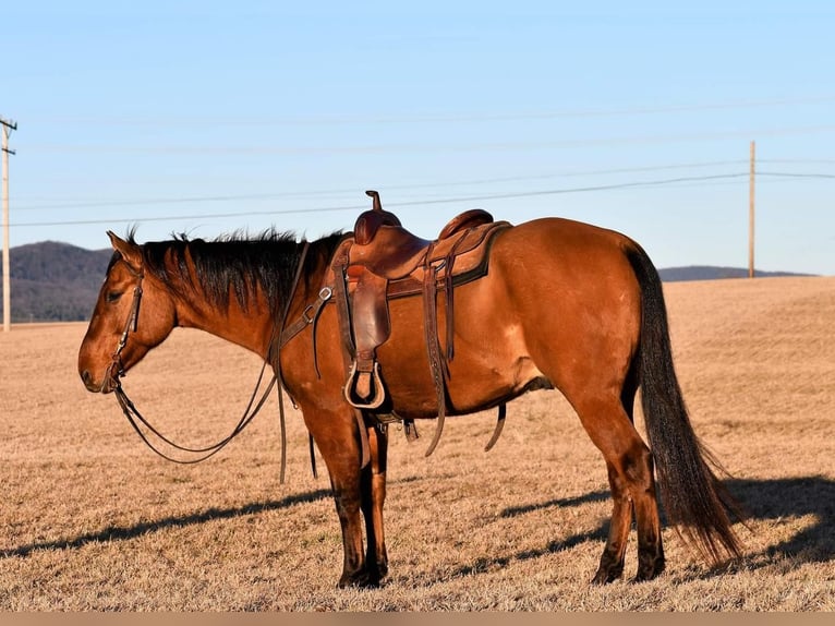 American Quarter Horse Castrone 8 Anni Falbo in Rebersburg, PA