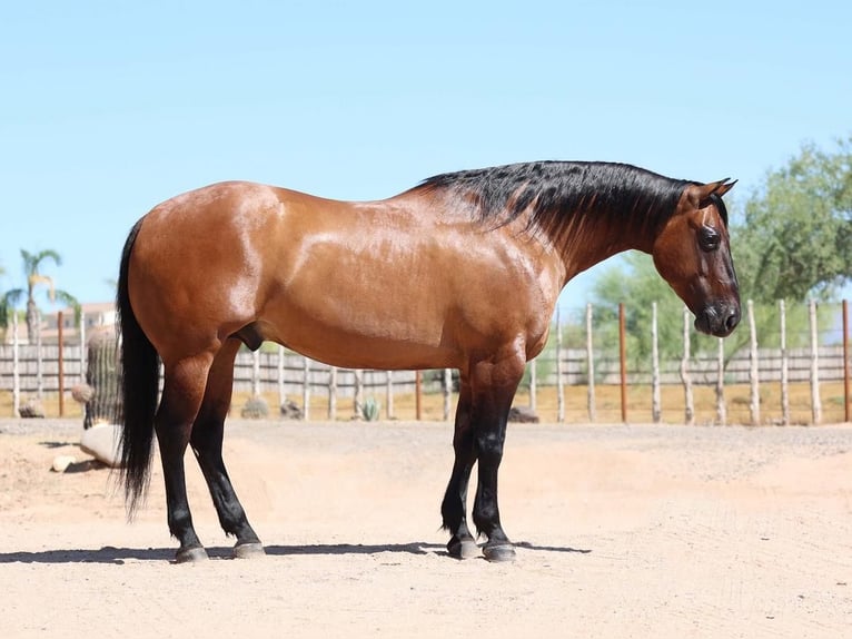 American Quarter Horse Castrone 8 Anni Falbo in Carefree, AZ