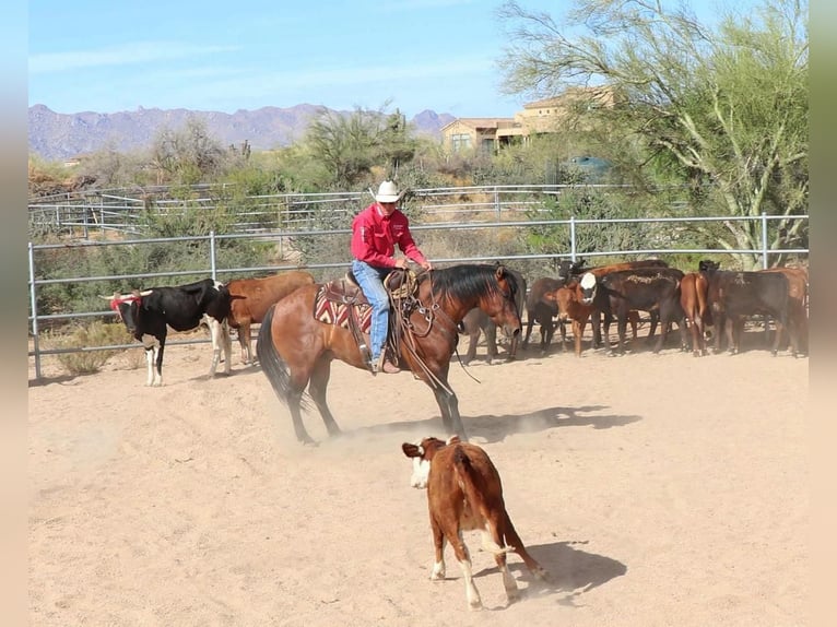 American Quarter Horse Castrone 8 Anni Falbo in Carefree, AZ