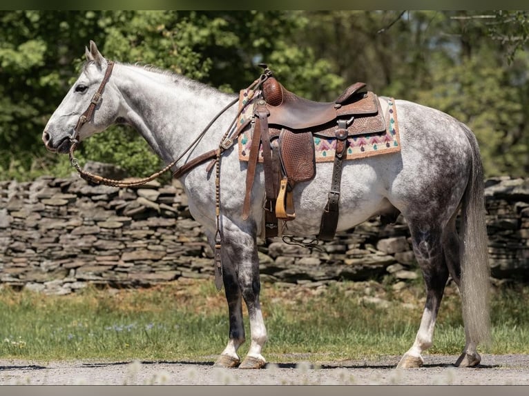 American Quarter Horse Castrone 8 Anni Grigio pezzato in Dallas PA