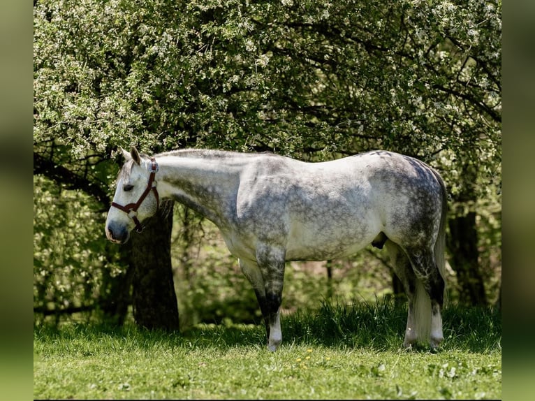 American Quarter Horse Castrone 8 Anni Grigio pezzato in Dallas PA