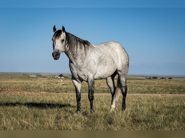 American Quarter Horse Castrone 8 Anni Grigio in Akron