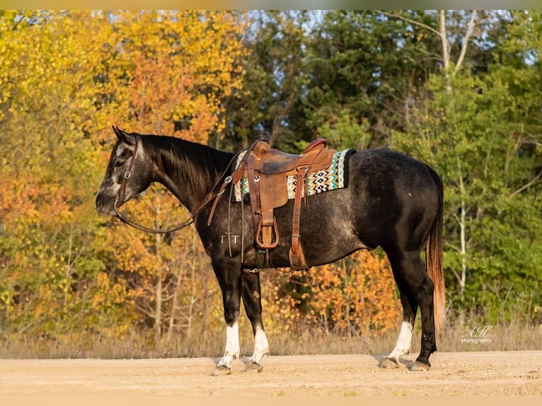 American Quarter Horse Castrone 8 Anni Grigio in Nevis, MN