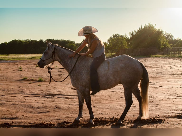 American Quarter Horse Castrone 8 Anni Grigio in Stillwater