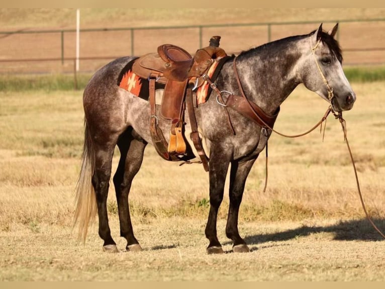 American Quarter Horse Castrone 8 Anni Grigio in Pilot Point, TX